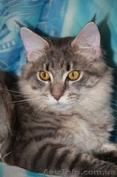 Котята самой крупной домашней кошки - мейн кун. - <ro>Изображение</ro><ru>Изображение</ru> #4, <ru>Объявление</ru> #351131