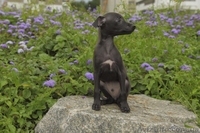 ПРОДАЕТСЯ ПЕРСПЕКТИВНЫЙ щенок левретки - <ro>Изображение</ro><ru>Изображение</ru> #6, <ru>Объявление</ru> #326669