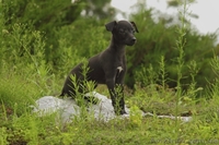 ПРОДАЕТСЯ ПЕРСПЕКТИВНЫЙ щенок левретки - <ro>Изображение</ro><ru>Изображение</ru> #8, <ru>Объявление</ru> #326669