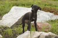 ПРОДАЕТСЯ ПЕРСПЕКТИВНЫЙ щенок левретки - <ro>Изображение</ro><ru>Изображение</ru> #9, <ru>Объявление</ru> #326669