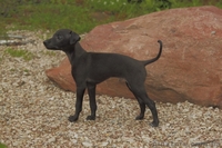 ПРОДАЕТСЯ ПЕРСПЕКТИВНЫЙ щенок левретки - <ro>Изображение</ro><ru>Изображение</ru> #2, <ru>Объявление</ru> #326669