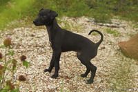 ПРОДАЕТСЯ ПЕРСПЕКТИВНЫЙ щенок левретки - <ro>Изображение</ro><ru>Изображение</ru> #1, <ru>Объявление</ru> #326669