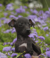 ПРОДАЕТСЯ ПЕРСПЕКТИВНЫЙ щенок левретки - <ro>Изображение</ro><ru>Изображение</ru> #5, <ru>Объявление</ru> #326669