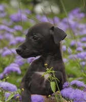 ПРОДАЕТСЯ ПЕРСПЕКТИВНЫЙ щенок левретки - <ro>Изображение</ro><ru>Изображение</ru> #4, <ru>Объявление</ru> #326669