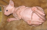 Шикарные  голые котята Донского Сфинкса в Киеве. - <ro>Изображение</ro><ru>Изображение</ru> #4, <ru>Объявление</ru> #362802