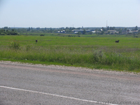 Киевская обл.Макаровский р-н.Макаров. - <ro>Изображение</ro><ru>Изображение</ru> #2, <ru>Объявление</ru> #341225