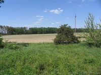 Киевская обл.Макаровский р-н.д.Андреевка. - <ro>Изображение</ro><ru>Изображение</ru> #1, <ru>Объявление</ru> #341158