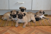 Мопс. Родословная КСУ - <ro>Изображение</ro><ru>Изображение</ru> #2, <ru>Объявление</ru> #360052