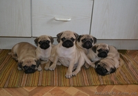 Мопс. Родословная КСУ - <ro>Изображение</ro><ru>Изображение</ru> #3, <ru>Объявление</ru> #360052