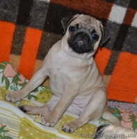 Мопс. Родословная КСУ - <ro>Изображение</ro><ru>Изображение</ru> #4, <ru>Объявление</ru> #360052