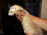 фретки паастель-шампань и альбинос - <ro>Изображение</ro><ru>Изображение</ru> #1, <ru>Объявление</ru> #365590