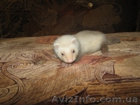 фретки паастель-шампань и альбинос - <ro>Изображение</ro><ru>Изображение</ru> #2, <ru>Объявление</ru> #365590