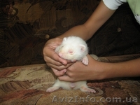 фретки паастель-шампань и альбинос - <ro>Изображение</ro><ru>Изображение</ru> #5, <ru>Объявление</ru> #365590