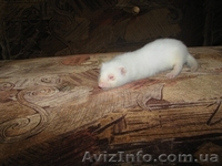 фретки паастель-шампань и альбинос - <ro>Изображение</ro><ru>Изображение</ru> #3, <ru>Объявление</ru> #365590