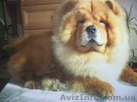 Щенки  Чау-Чау  от титулованных производителей. - <ro>Изображение</ro><ru>Изображение</ru> #2, <ru>Объявление</ru> #365067