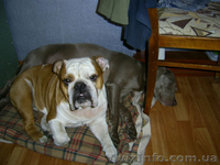 Передержка собак в Киеве, пансион для собак в квартире - <ro>Изображение</ro><ru>Изображение</ru> #3, <ru>Объявление</ru> #366100