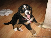 Щенки бернского зенненхунда  - <ro>Изображение</ro><ru>Изображение</ru> #1, <ru>Объявление</ru> #341454