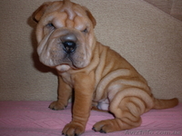 Замечательные шар-пенята - <ro>Изображение</ro><ru>Изображение</ru> #2, <ru>Объявление</ru> #340985