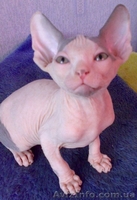 Породистые, качественные, умные детки канадского сфинкса - <ro>Изображение</ro><ru>Изображение</ru> #1, <ru>Объявление</ru> #344948