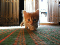 Отдам котенка в заботливые руки - <ro>Изображение</ro><ru>Изображение</ru> #1, <ru>Объявление</ru> #365696