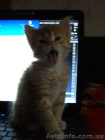 Отдам котенка в заботливые руки - <ro>Изображение</ro><ru>Изображение</ru> #4, <ru>Объявление</ru> #365696