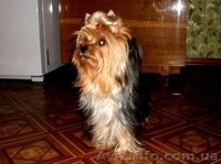 Высокопородный щенок Йорка - мальчик. - <ro>Изображение</ro><ru>Изображение</ru> #2, <ru>Объявление</ru> #365064