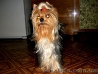Высокопородный щенок Йорка - мальчик. - <ro>Изображение</ro><ru>Изображение</ru> #3, <ru>Объявление</ru> #365064