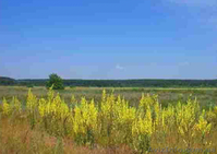 Земельные участки 12соток по цене 5000$ за участок. - <ro>Изображение</ro><ru>Изображение</ru> #7, <ru>Объявление</ru> #349991