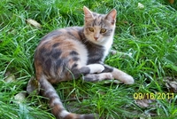 Котенок ТРЕХЦВЕТНАЯ ДЕВОЧКА.  ОТДАМ в добрые руки - <ro>Изображение</ro><ru>Изображение</ru> #5, <ru>Объявление</ru> #287416