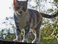 Котенок ТРЕХЦВЕТНАЯ ДЕВОЧКА.  ОТДАМ в добрые руки - <ro>Изображение</ro><ru>Изображение</ru> #4, <ru>Объявление</ru> #287416