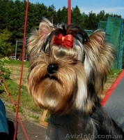 щенки йоркширского терьера, перспективные для выставок, 7 месяцев - <ro>Изображение</ro><ru>Изображение</ru> #2, <ru>Объявление</ru> #382002