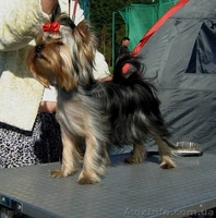 щенки йоркширского терьера, перспективные для выставок, 7 месяцев - <ro>Изображение</ro><ru>Изображение</ru> #3, <ru>Объявление</ru> #382002