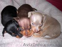 Той-терьер, щенки голубого окраса. - <ro>Изображение</ro><ru>Изображение</ru> #5, <ru>Объявление</ru> #374540