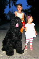 Очаровательные щенки русского черного терьера, кобели для вязок - <ro>Изображение</ro><ru>Изображение</ru> #3, <ru>Объявление</ru> #394043