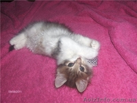 Шикарный сибирский котенок 1,5 м. в добрые руки - <ro>Изображение</ro><ru>Изображение</ru> #3, <ru>Объявление</ru> #376647