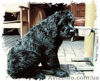 Щенки черного терьера, кобели для вязок - <ro>Изображение</ro><ru>Изображение</ru> #1, <ru>Объявление</ru> #394030