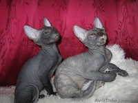 Сфинкс-черная девочка - <ro>Изображение</ro><ru>Изображение</ru> #5, <ru>Объявление</ru> #380199