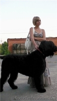 Очаровательные щенки русского черного терьера, кобели для вязок - <ro>Изображение</ro><ru>Изображение</ru> #1, <ru>Объявление</ru> #394043