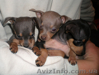 Той-терьер, щенки голубого окраса. - <ro>Изображение</ro><ru>Изображение</ru> #4, <ru>Объявление</ru> #374540