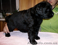Очаровательные щенки русского черного терьера, кобели для вязок - <ro>Изображение</ro><ru>Изображение</ru> #2, <ru>Объявление</ru> #394043