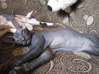 Сфинкс-черная девочка - <ro>Изображение</ro><ru>Изображение</ru> #3, <ru>Объявление</ru> #380199