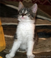 МАСКА, веселая котёнка, 07.2011 - <ro>Изображение</ro><ru>Изображение</ru> #4, <ru>Объявление</ru> #374909