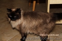 Балинезийские котята - <ro>Изображение</ro><ru>Изображение</ru> #2, <ru>Объявление</ru> #372893