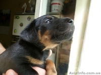 Щенки ягдтерьера - <ro>Изображение</ro><ru>Изображение</ru> #2, <ru>Объявление</ru> #371131