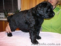 Щенки черного терьера, кобели для вязок - <ro>Изображение</ro><ru>Изображение</ru> #7, <ru>Объявление</ru> #394030