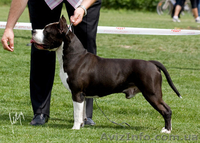 Шикарные щенки ам.стаффа,дети Чемпиона Европы,внуки Чемпиона Мира!!! - <ro>Изображение</ro><ru>Изображение</ru> #5, <ru>Объявление</ru> #378689