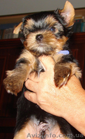 Щенки Йоркширского терьера ищут хозяев - <ro>Изображение</ro><ru>Изображение</ru> #3, <ru>Объявление</ru> #388638