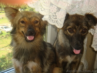 Отдам двух  милых девочек -сестричек - <ro>Изображение</ro><ru>Изображение</ru> #1, <ru>Объявление</ru> #370190