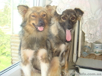 Отдам двух  милых девочек -сестричек - <ro>Изображение</ro><ru>Изображение</ru> #2, <ru>Объявление</ru> #370190