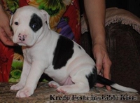 Шикарные щенки ам.стаффа,дети Чемпиона Европы,внуки Чемпиона Мира!!! - <ro>Изображение</ro><ru>Изображение</ru> #3, <ru>Объявление</ru> #378689